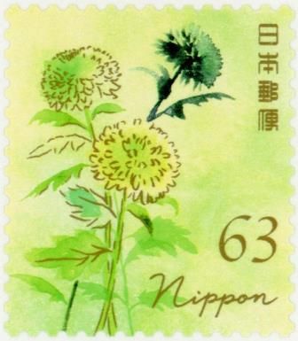 Chrysanthemum (Chrysanthemum morifolium)