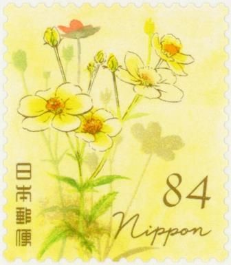 Winter Cosmos (Bidens laevis)