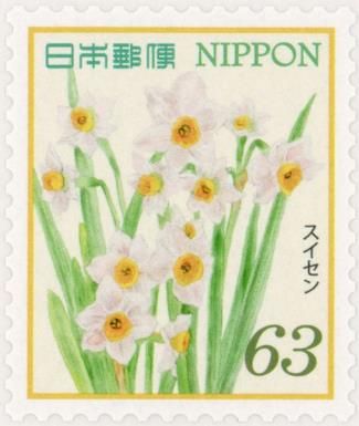 Daffodils (Narcissus tazetta var. chinensis)