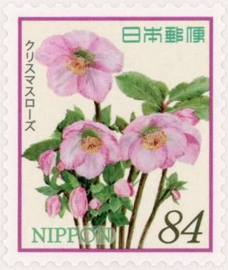Christmas Roses (Helleborus niger)