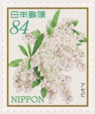 Japanese Andromeda (Pieris japonica)