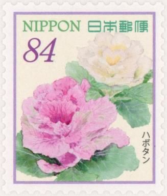 Ornamental Kale (Brassica oleracea var. acephala)