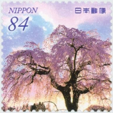 Weeping Cherry Blossoms and Sunrise (Akita Prefecture)