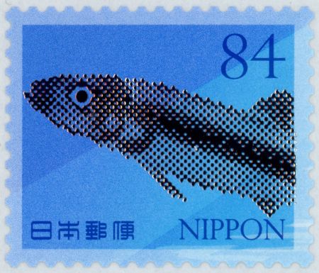 Sardines (Clupeidae sp.)