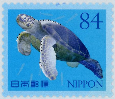 Turtle