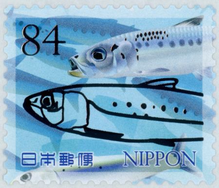Sardines (Clupeidae sp.)