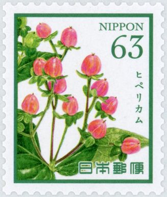 Hypericum