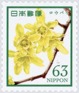 Chimonanthus