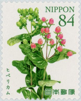 Hypericum