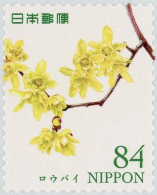 Chimonanthus