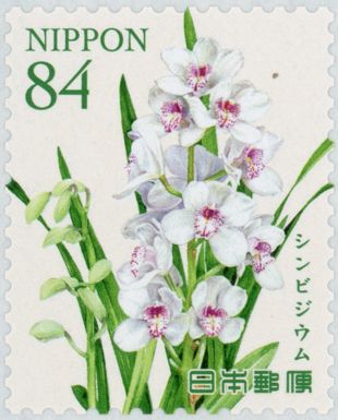 Cymbidium
