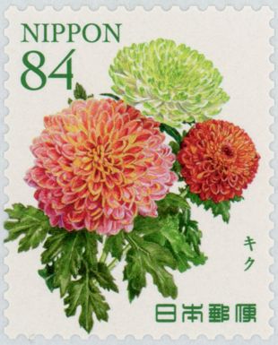 Chrysanthemum