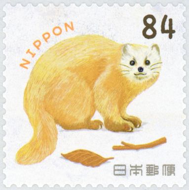 Japanese Marten (Martes melampus)