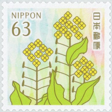 Rapeseed Flowers (Brassica napus)