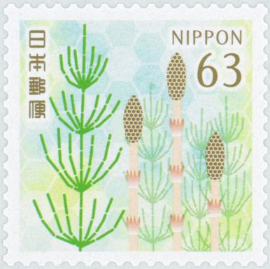 Equisetum