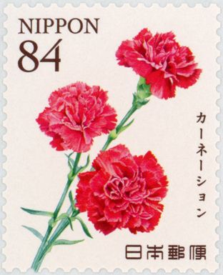 Carnations