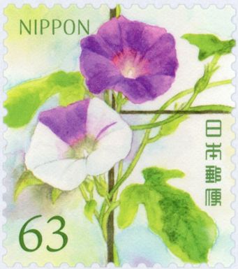 Japanese Morning Glory (Ipomoea nil)
