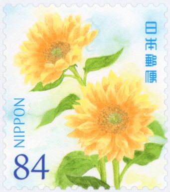 Sunflowers (Helianthus annuus)​