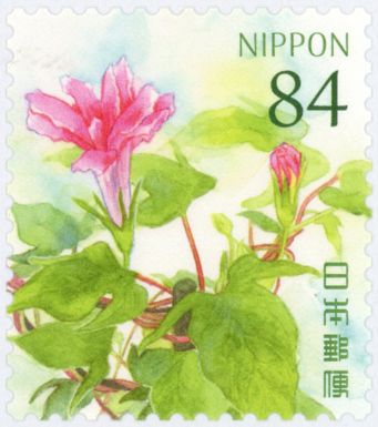 Japanese Morning Glory (Ipomoea nil)