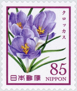 Crocus