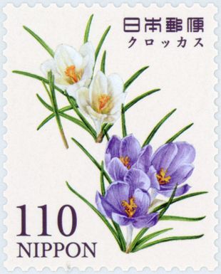 Crocus