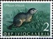 European Ground Squirrel (Spermophilus citellus)