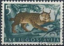 Eurasian Lynx (Lynx lynx)