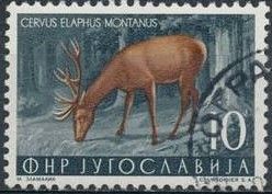 Red Deer (Cervus elaphus)