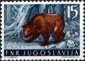 Brown Bear (Ursus arctos)
