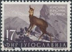 Chamois (Rupicapra rupicapra)