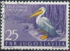 Great White Pelican (Pelecanus onocrotalus)