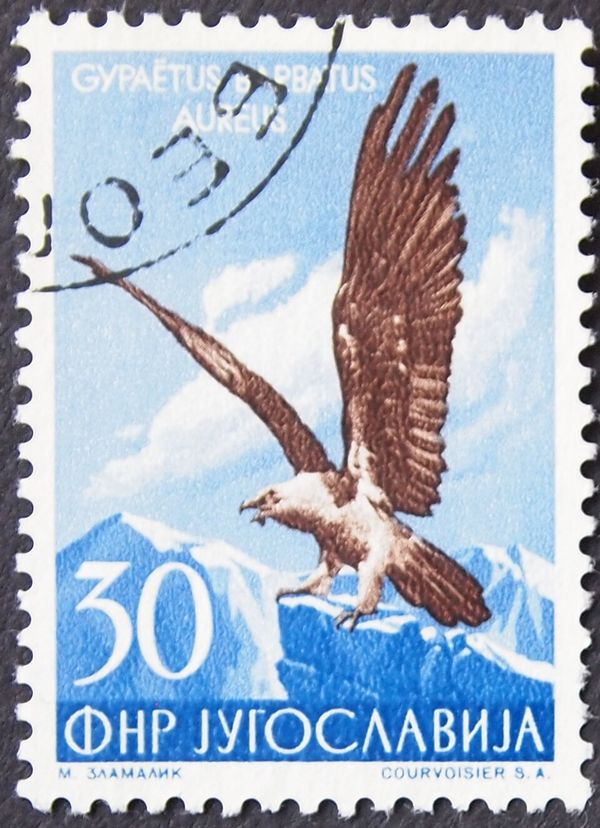 Bearded Vulture (Gypaetus barbatus ssp. aureus)