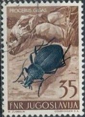 Ground Beetle (Carabus gigas)