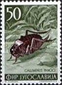 Cricket (Callimenus pancici)