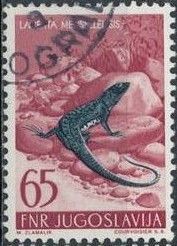 Dalmatian Wall Lizard (Lacerta melisellensis)