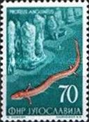 Olm (Proteus anguinus)