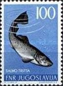 Brown Trout (Salmo trutta)