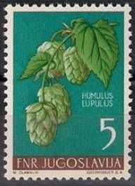 Common Hop (Humulus lupulus)