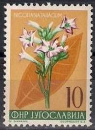 Tobacco (Nicotiana tapacum)