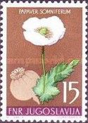 Opium Poppy (Papaver somniferum)