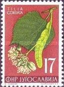 Tilia cordata