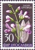 Salvia officinalis