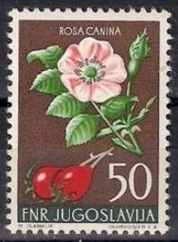 Rosa Canina