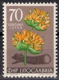 Gentiana Lutea