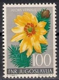 Adonis Vernalis