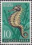 Short-snouted Seahorse (Hippocampus antiquorum)