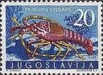 European Spiny Lobster (Palinurus elephas)
