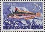 Mediterranean Rainbow Wrasse (Coris julis)