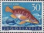 Painted Comber (Serranus scriba)