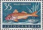 Striped Red Mullet (Mullus surmuletus)
